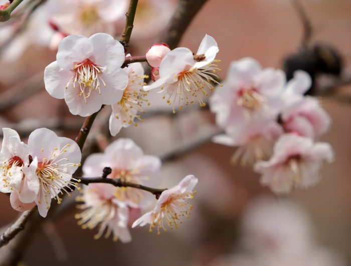 plum-blossoms-7860381_1280