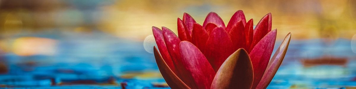 water-lily-3784022_1280